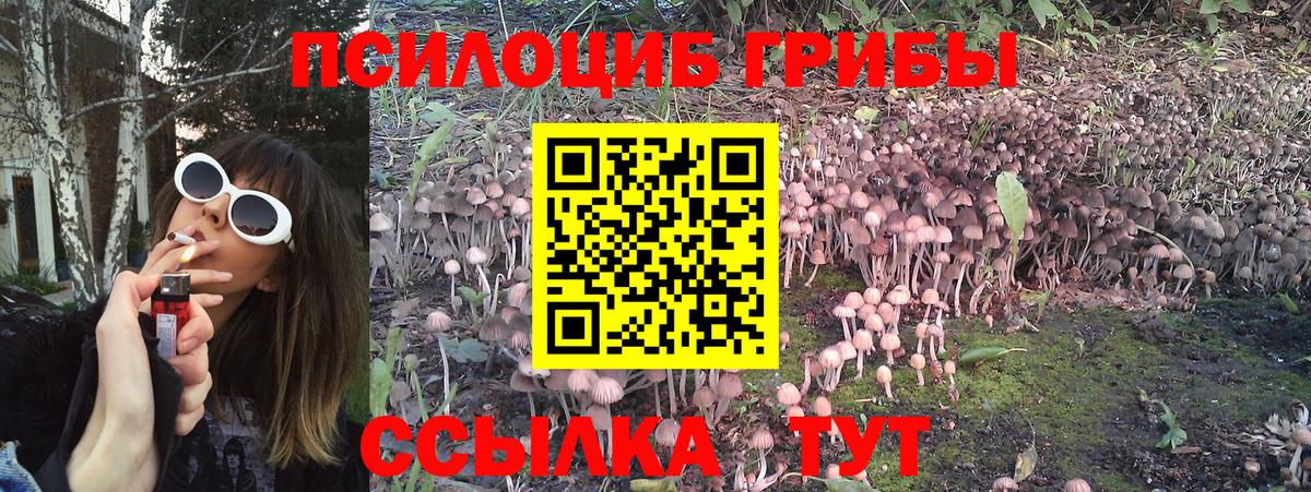 продажа наркотиков  Галлюциногенные грибы MAGIC MUSHROOMS  Вход с VPN  Будённовск 